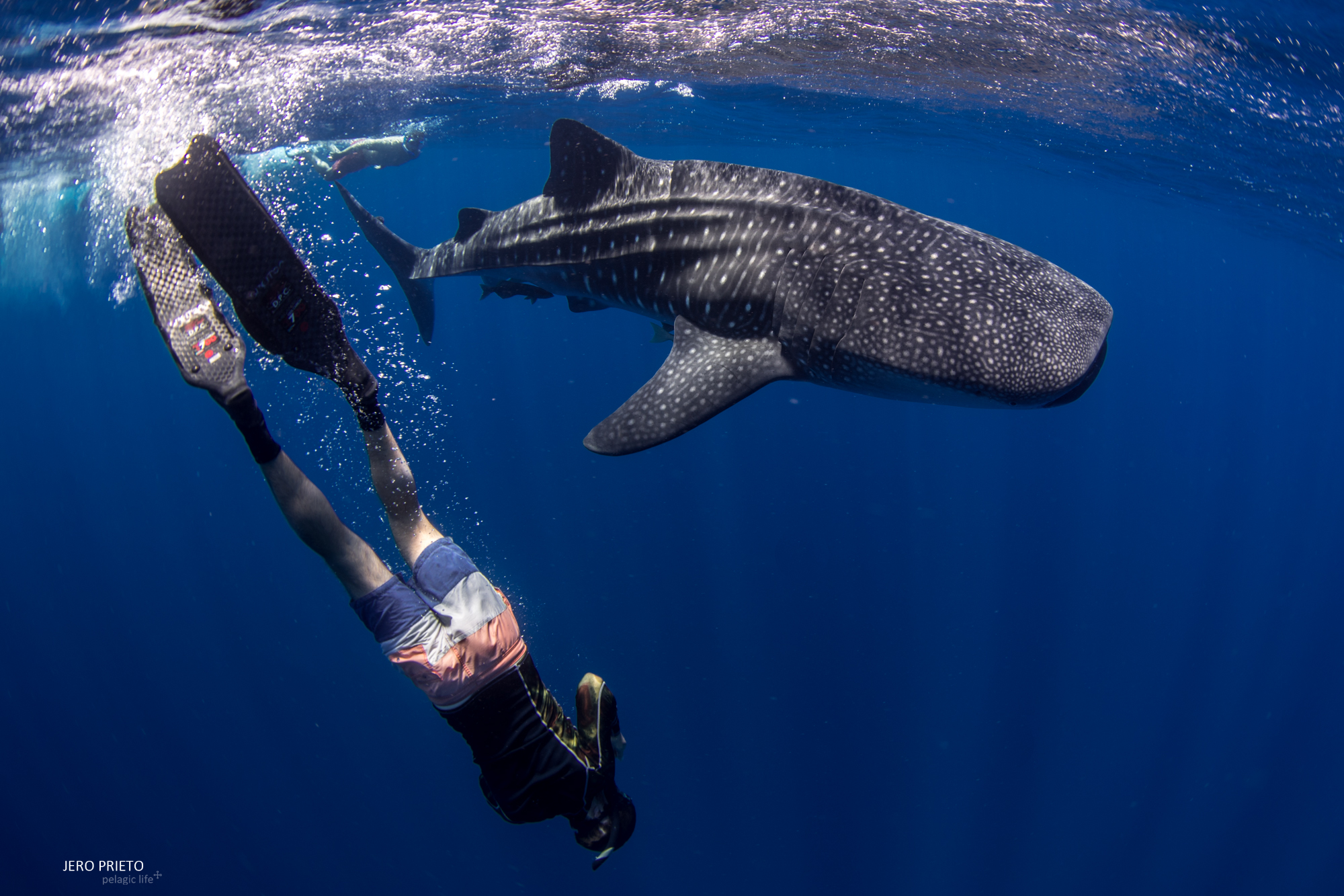 2017 Agosto, Bahia Gonzaga - Tiburón Ballena-5.JPG