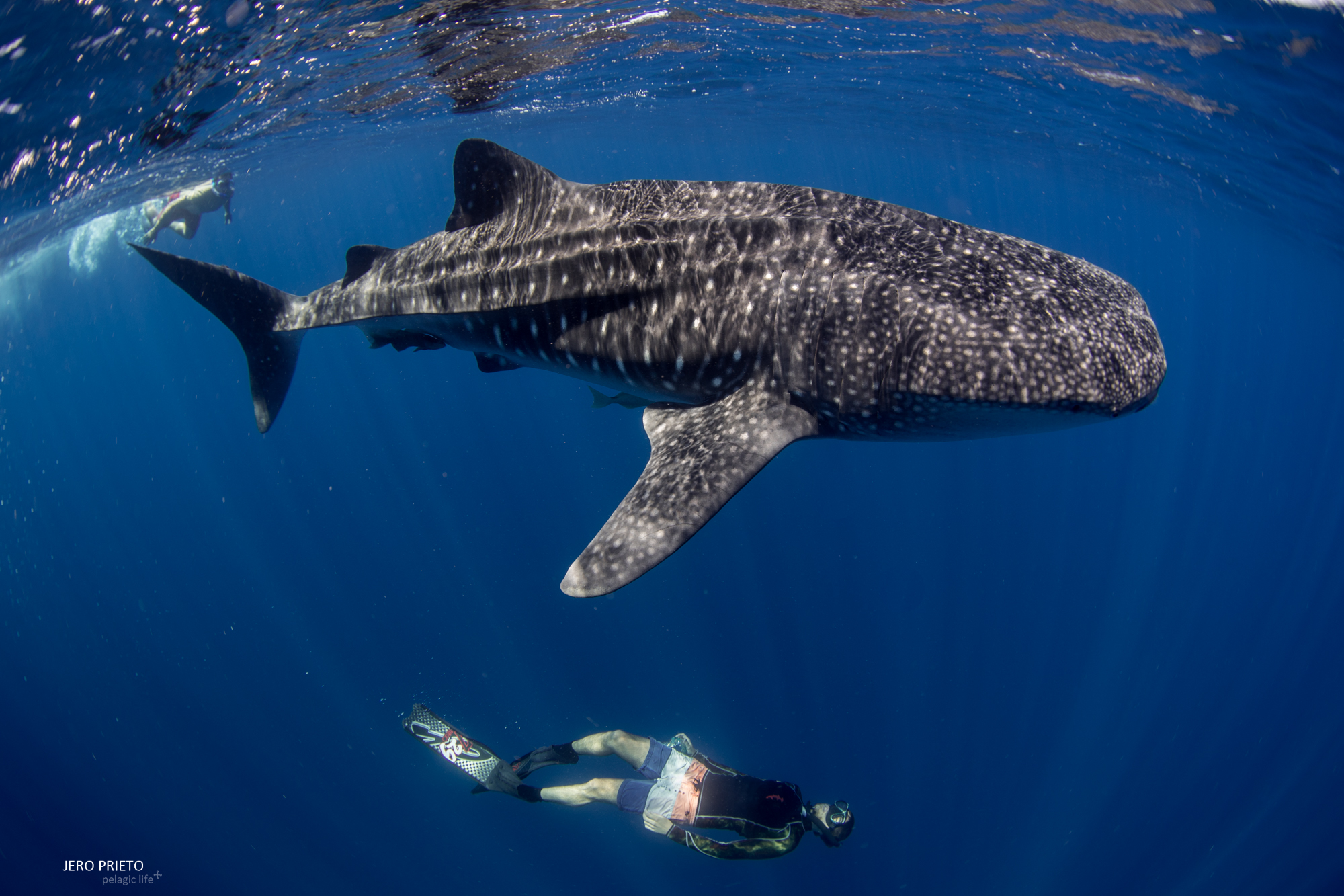 2017 Agosto, Bahia Gonzaga - Tiburón Ballena-6.JPG