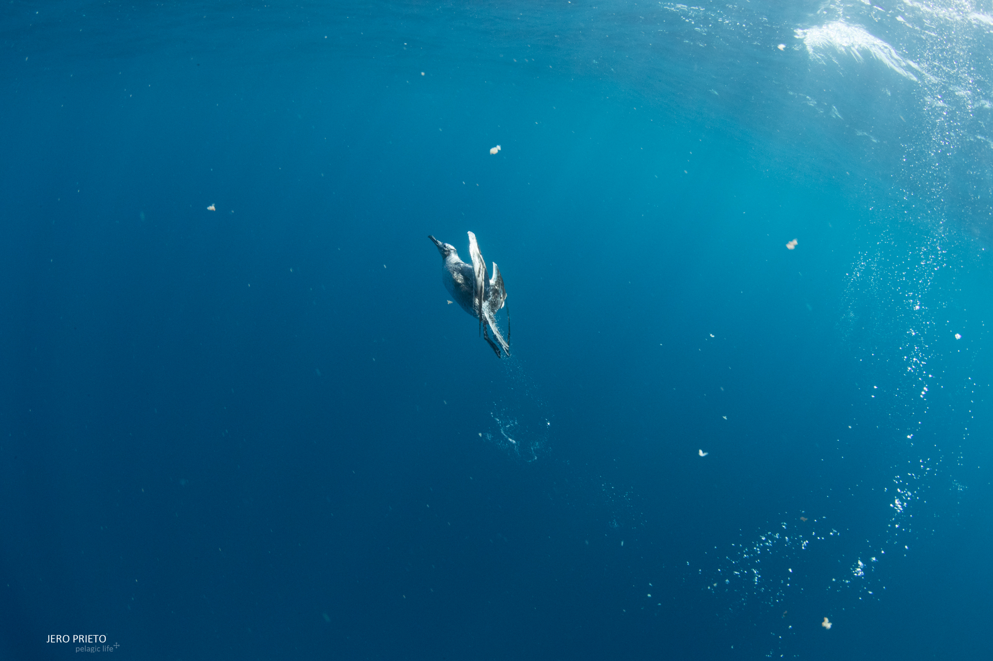 2017 Agosto, Bahia Gonzaga - Tiburón Ballena-18.JPG