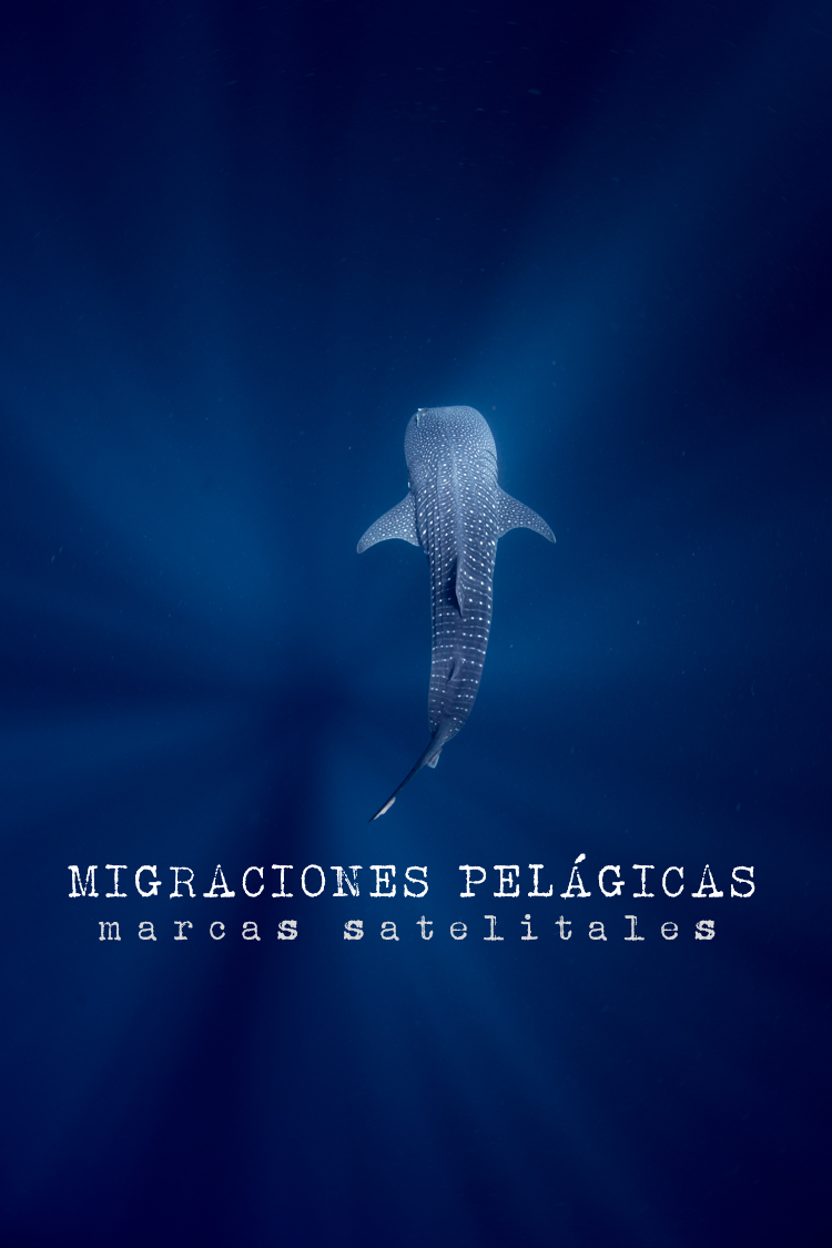 Migraciones Pelagicas Marcas Satelitales Pelagic Life Proteccion y Conservación Pelágica AC.png