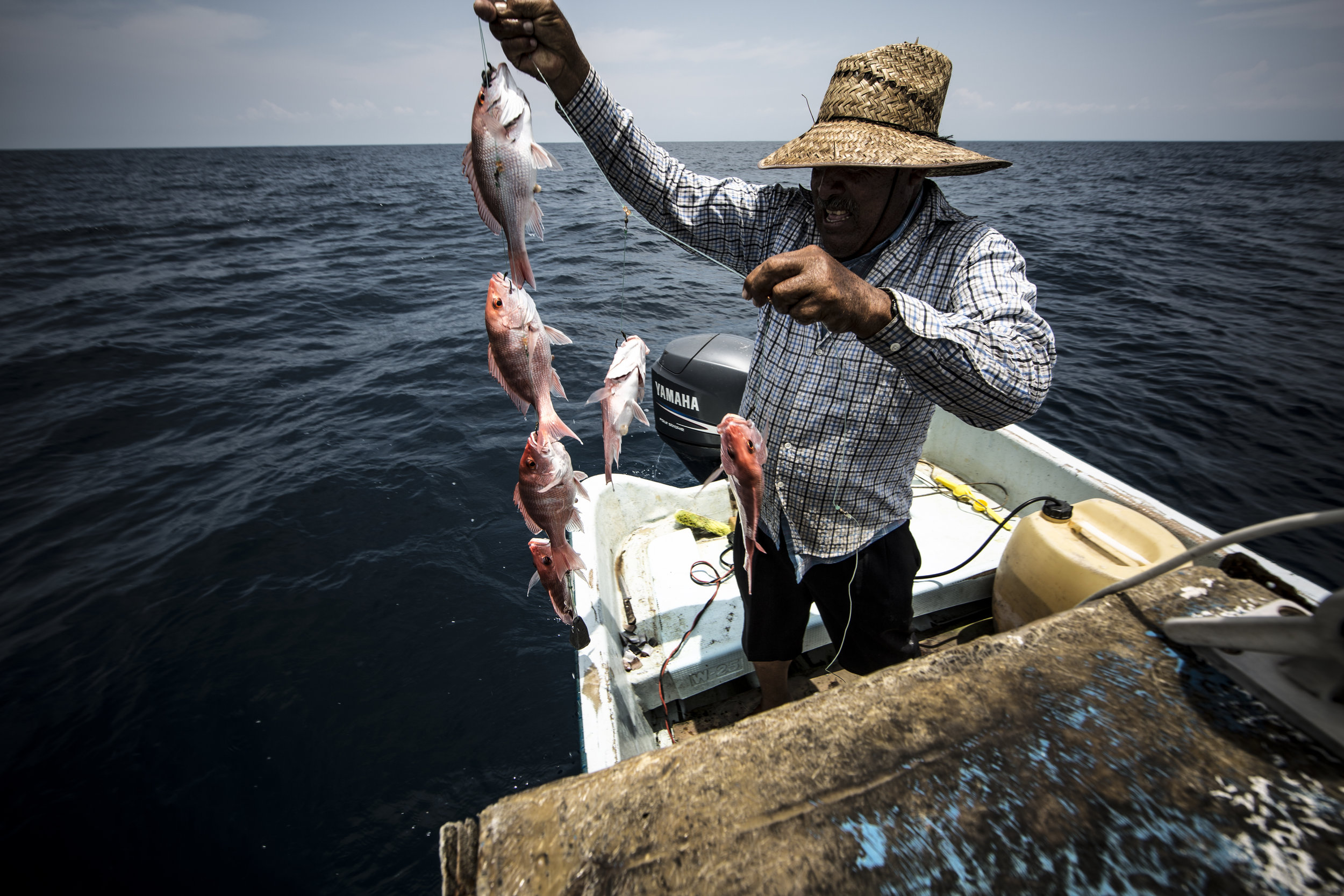 buena-pesca-consumo-responsable-pelagic-life