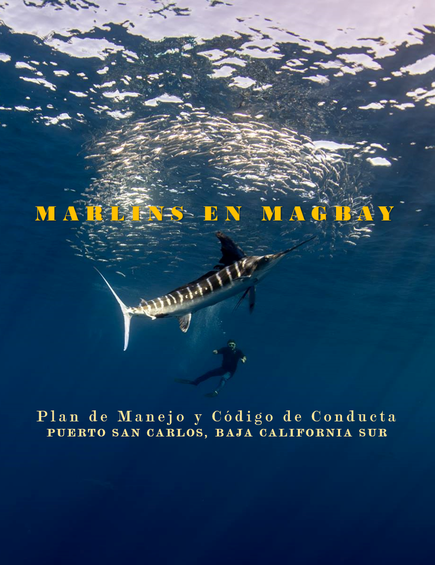 Marlins en Magbay Plan de Manejo Puerto San Carlos, Baja California Sur.png