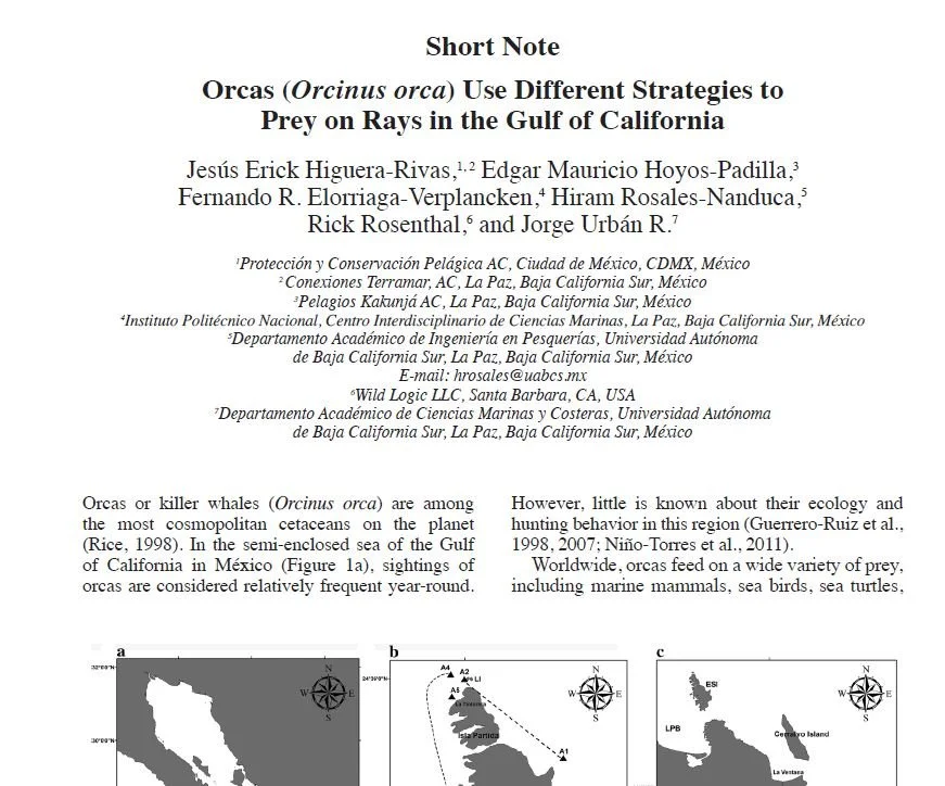 Orcas (Orcinus orca) Use Different Strategies to Prey on Rays in the Gulf of California