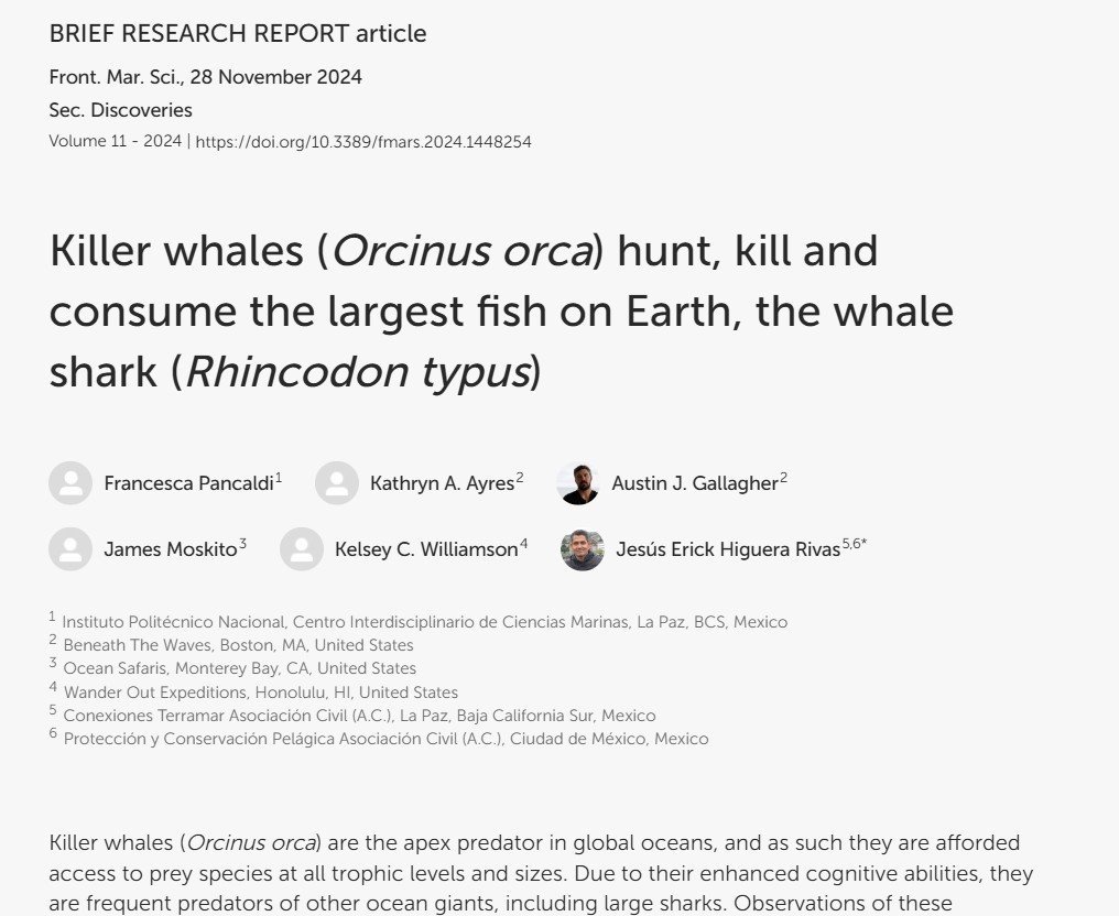 Killer whales (Orcinus orca) hunt, kill and consume the largest fish on Earth, the whale shark (Rhincodon typus)