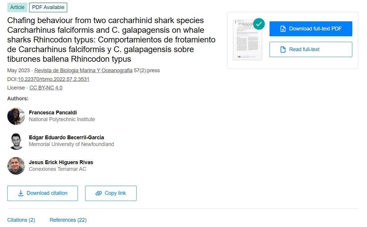 Chafing behaviour from two carcharhinid shark species Carcharhinus falciformis and C. galapagensis on whale sharks Rhincodon typus