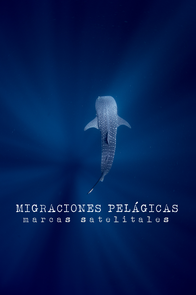 Migraciones+Pelagicas+Marcas+Satelitales+Pelagic+Life+Proteccion+y+Conservaci%C3%B3n+Pel%C3%A1gica+AC.png