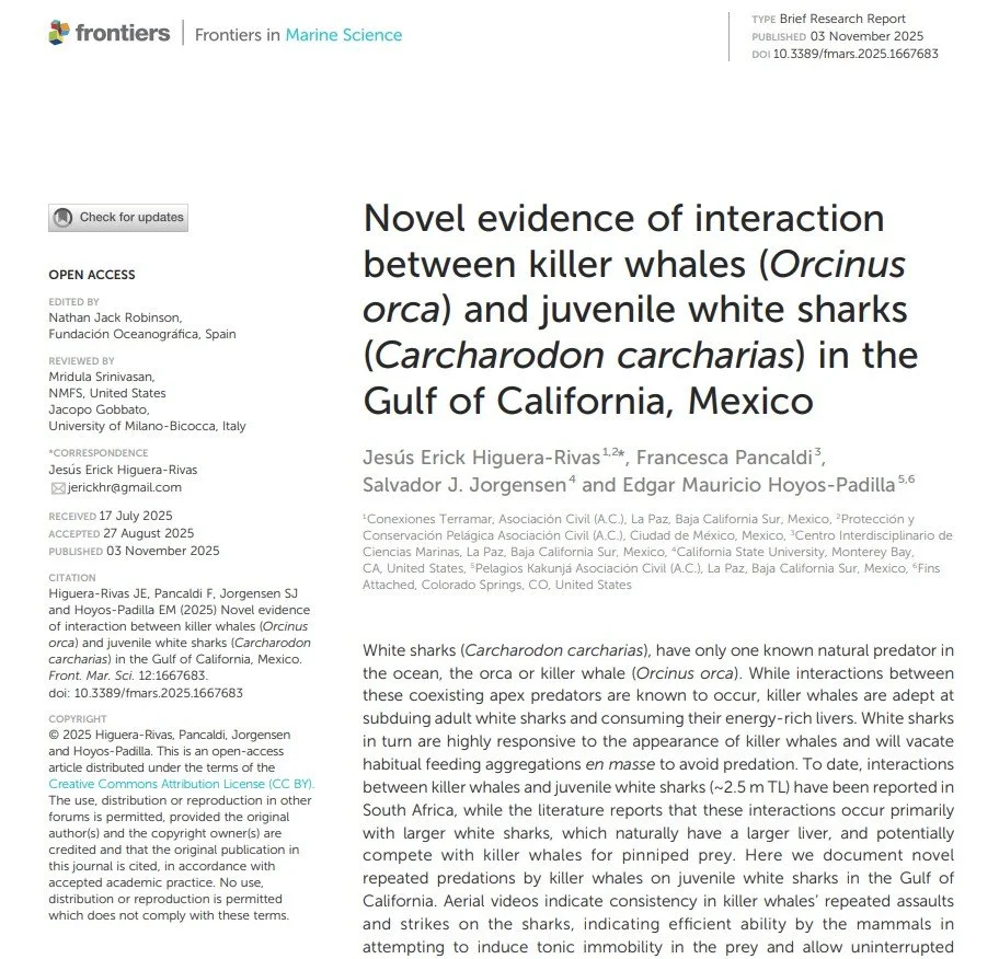 Novel evidence of interaction between killer whales (Orcinus orca) and juvenile white sharks (Carcharodon carcharias) in the Gulf of California, Mexico