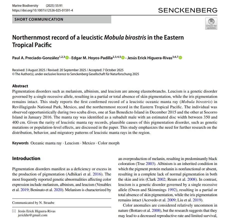 Northernmost record of a leucistic Mobula birostris in the Eastern Tropical Pacific