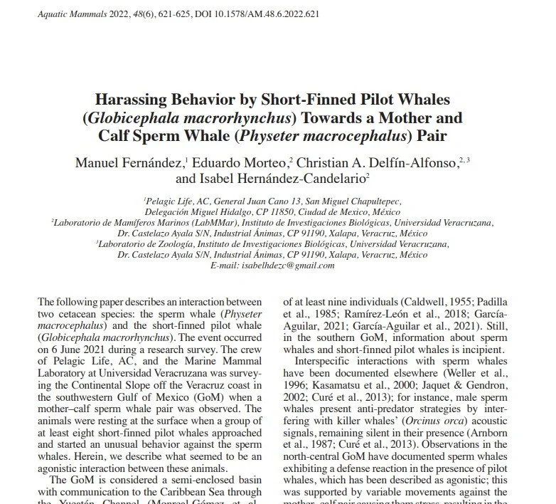 Harassing Behavior by Short-Finned Pilot Whales (Globicephala macrorhynchus) Towards a Mother and Calf Sperm Whale (Physeter macrocephalus) Pair
