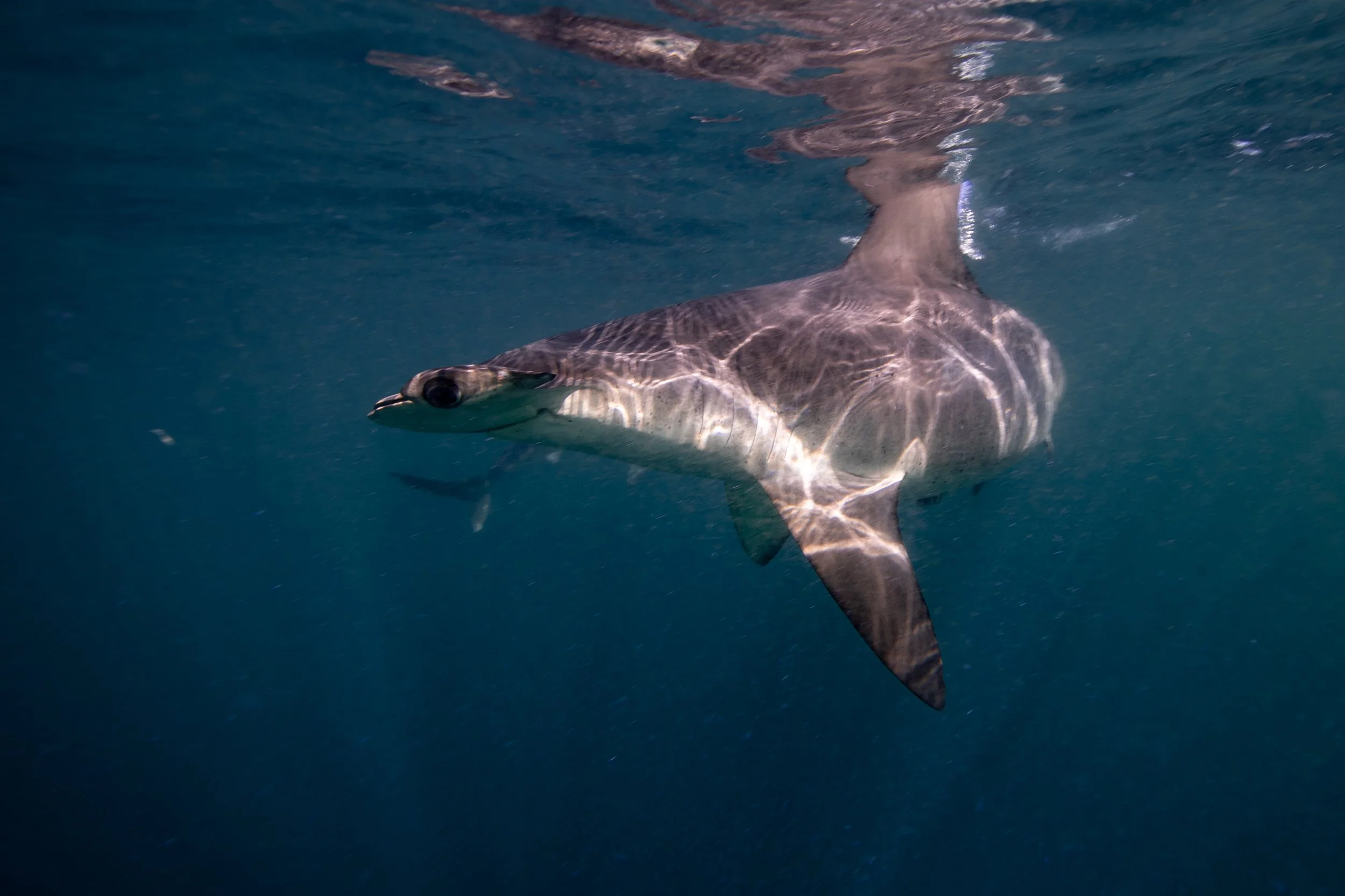 2024 mayo Cabo Tiburones-12.jpg