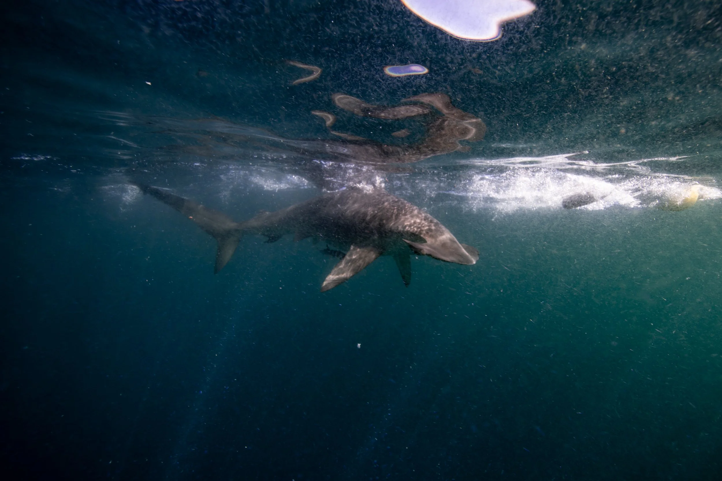 2024 mayo Cabo Tiburones-05.jpg