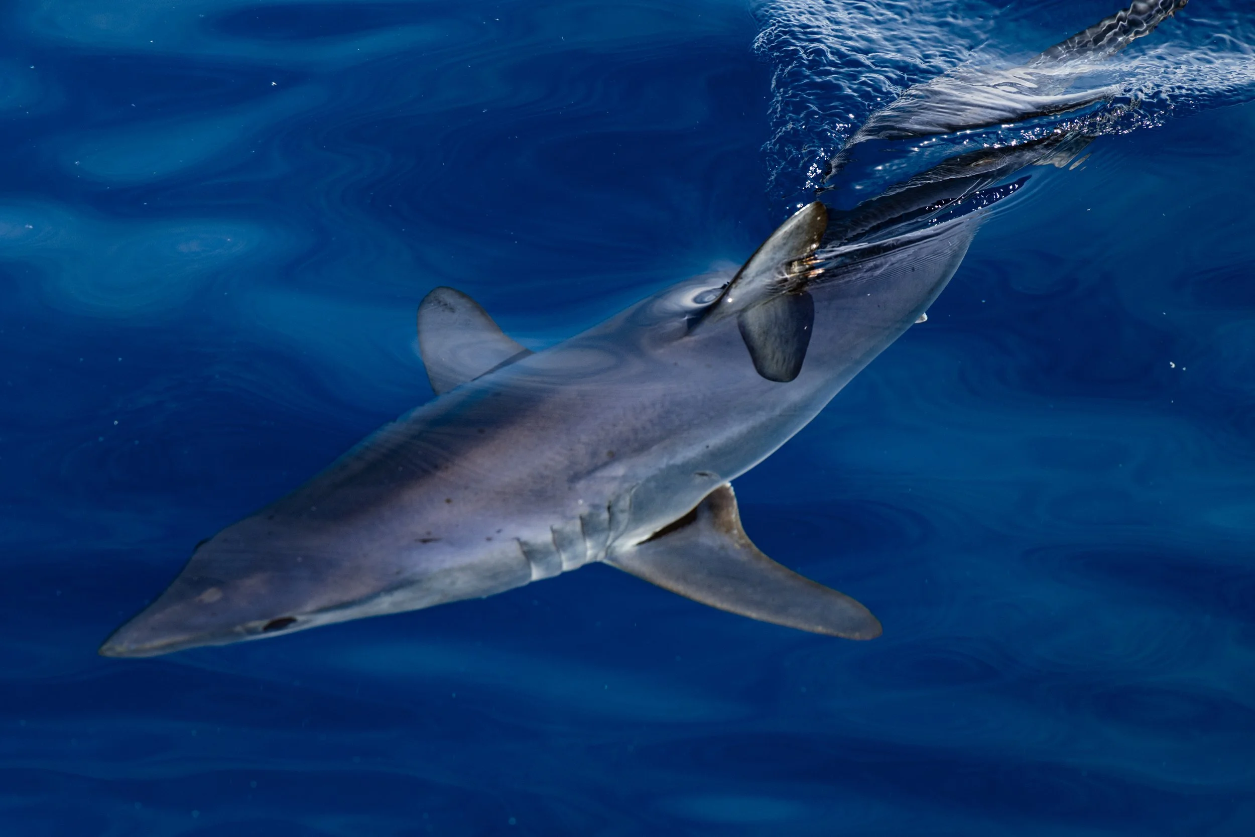 2026 Feb Cabo Tiburones-09.jpg