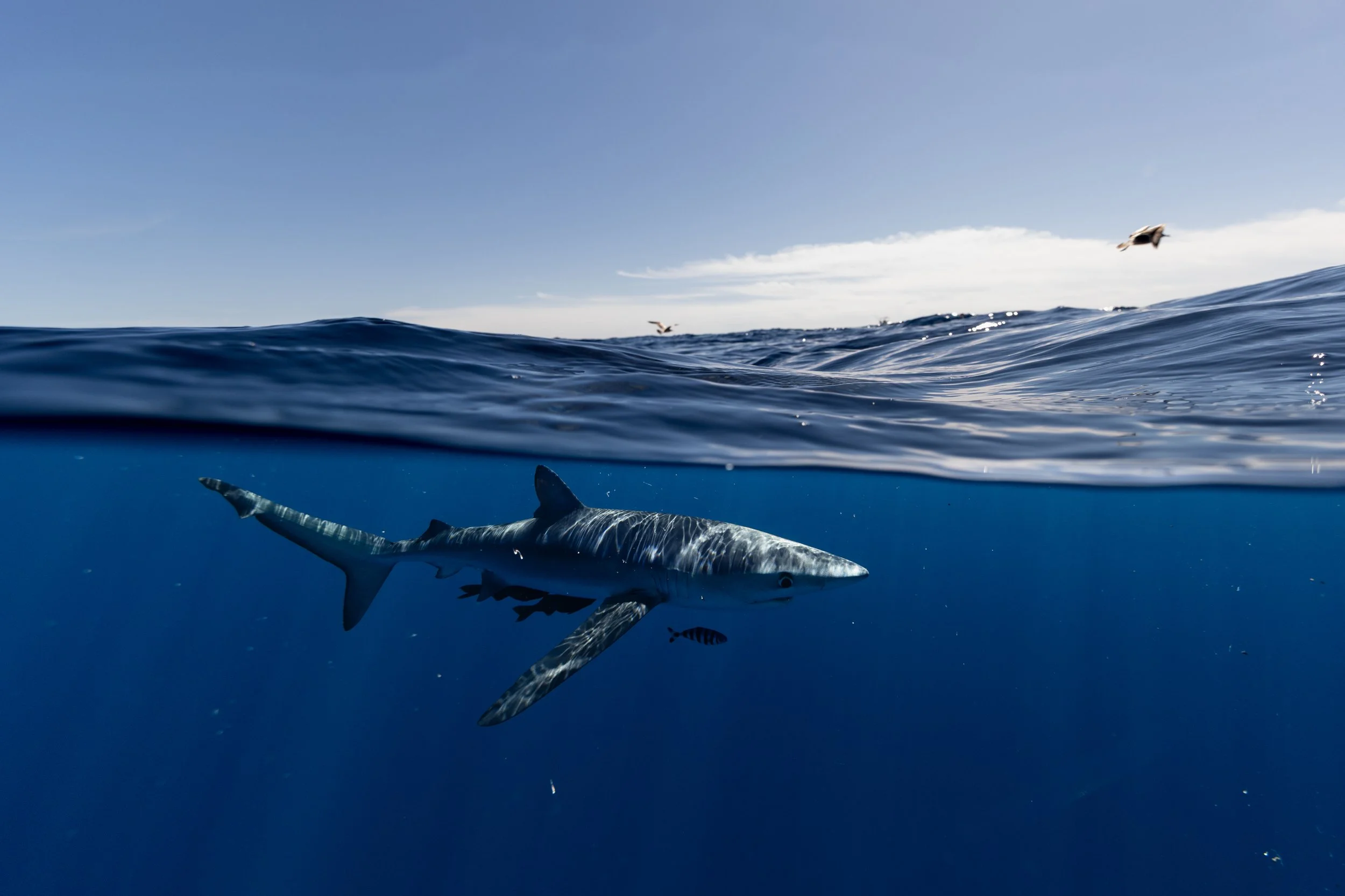 2026 Feb Cabo Tiburones-13.jpg