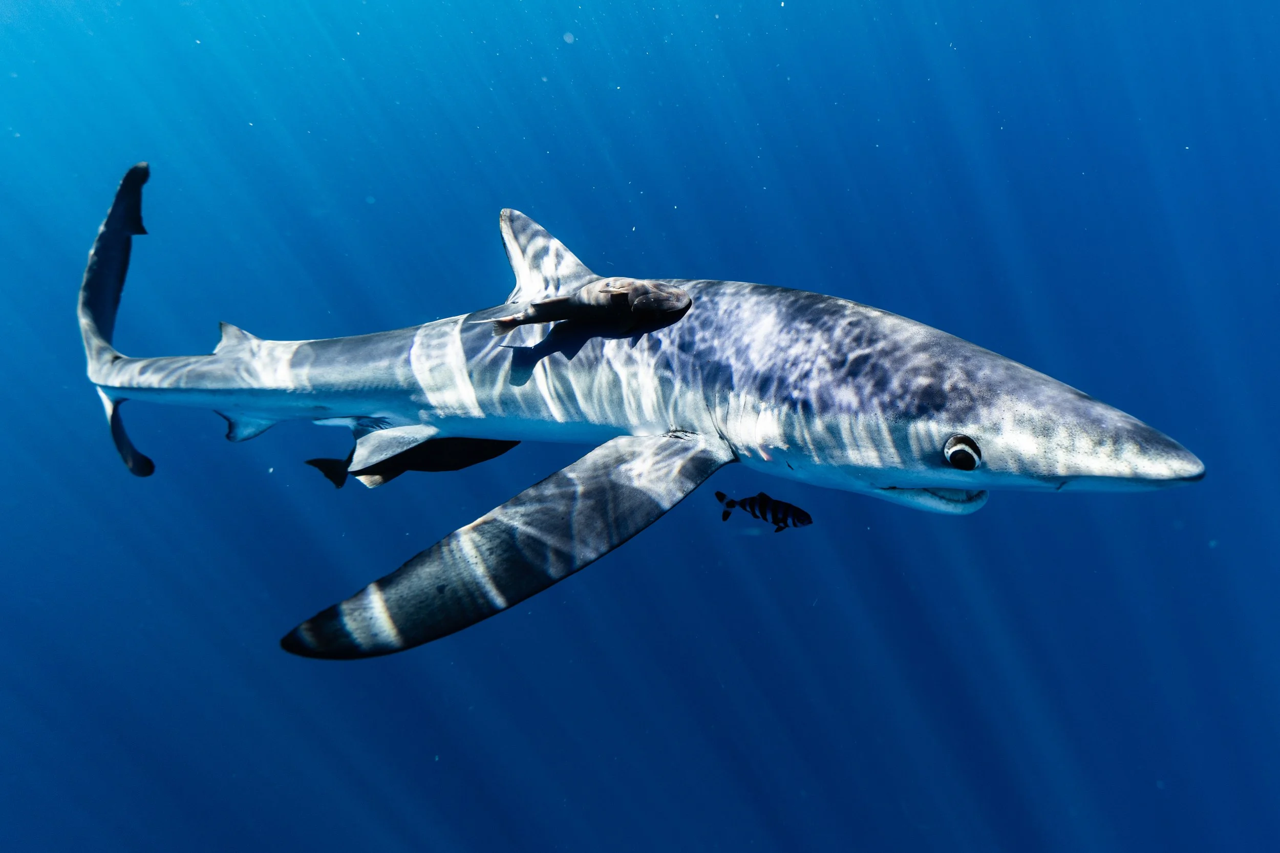 2026 Feb Cabo Tiburones-17.jpg