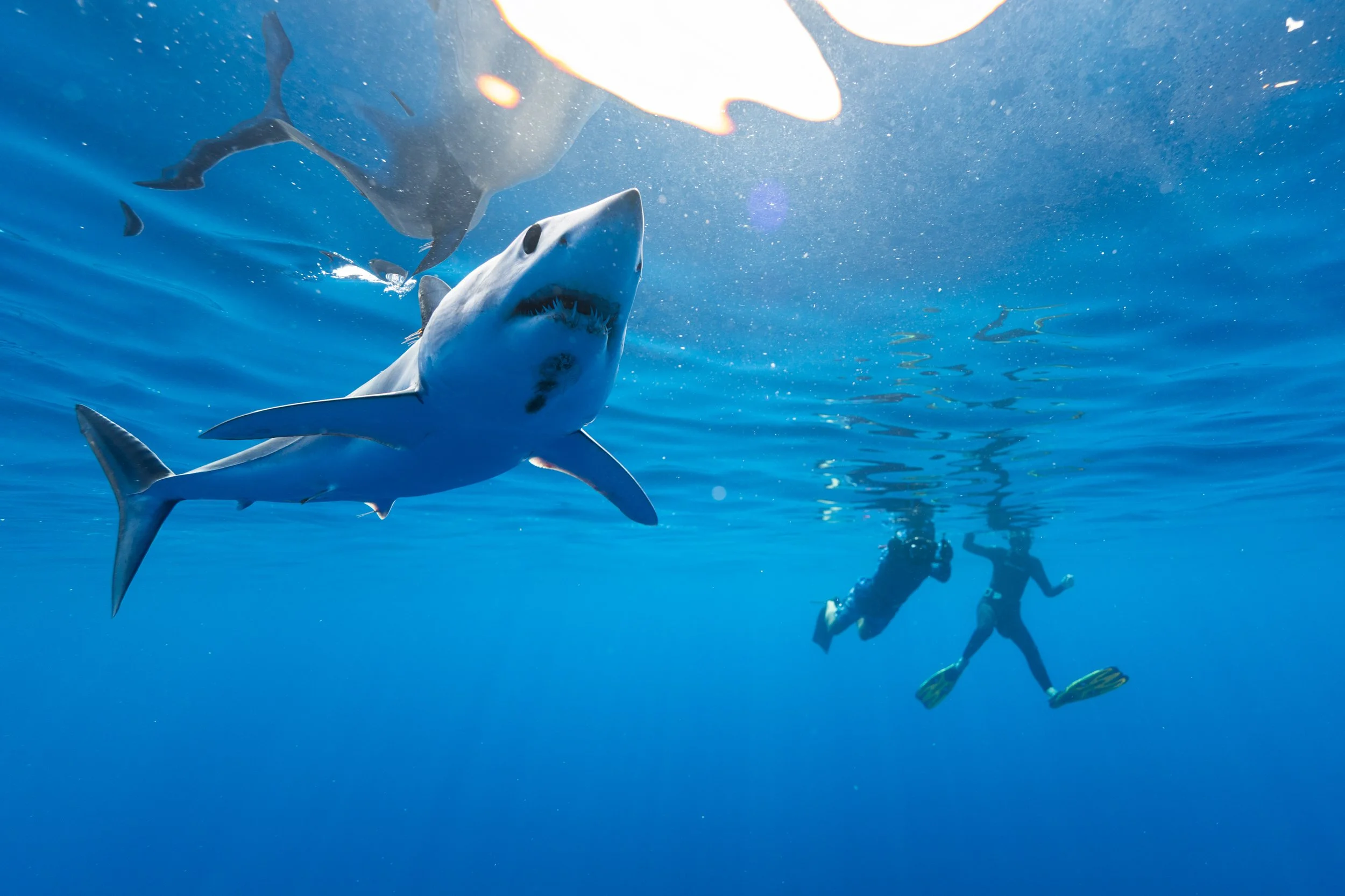 2026 Feb Cabo Tiburones-35.jpg