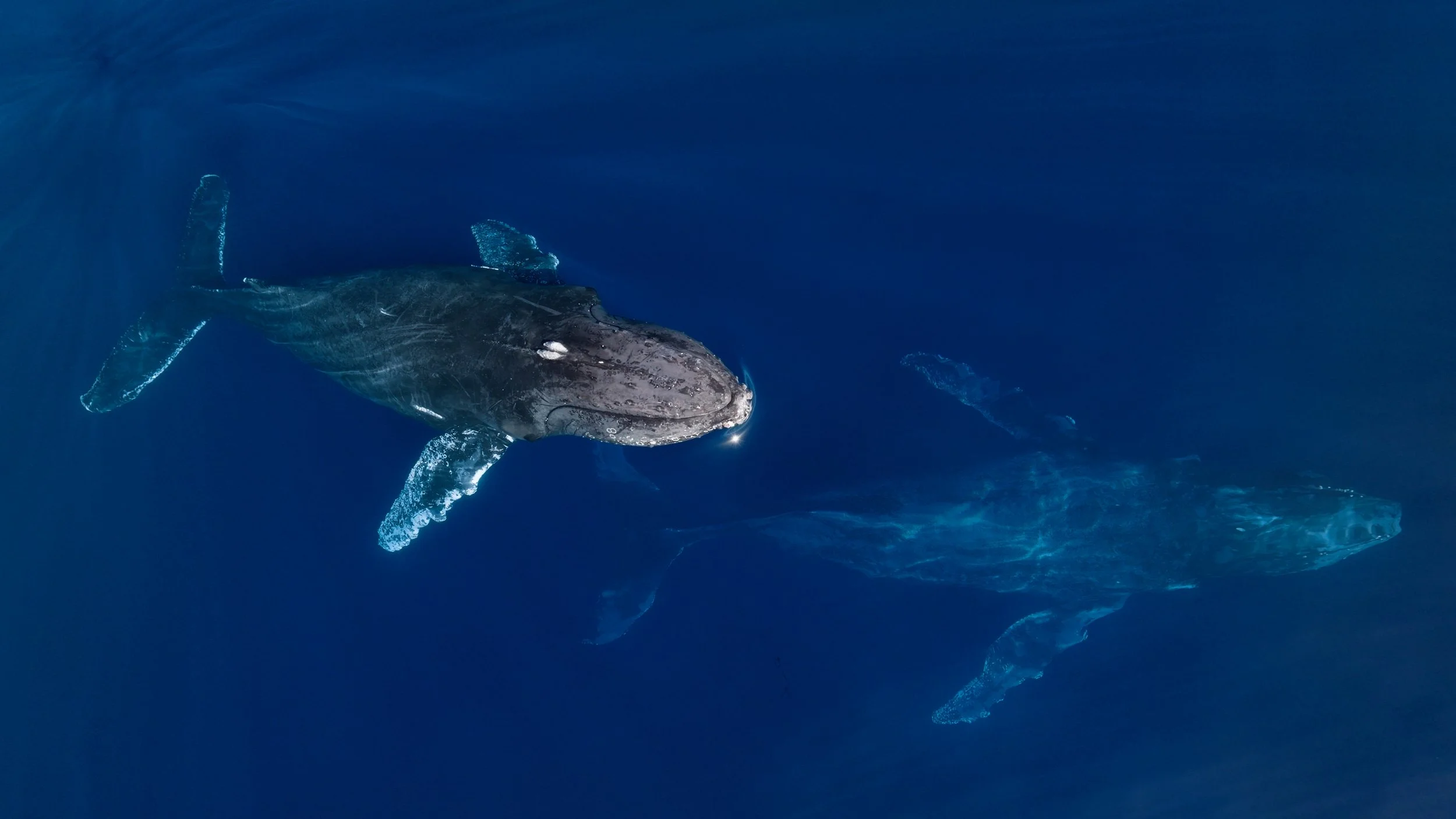 Jorobada 2_1.2.1.jpg