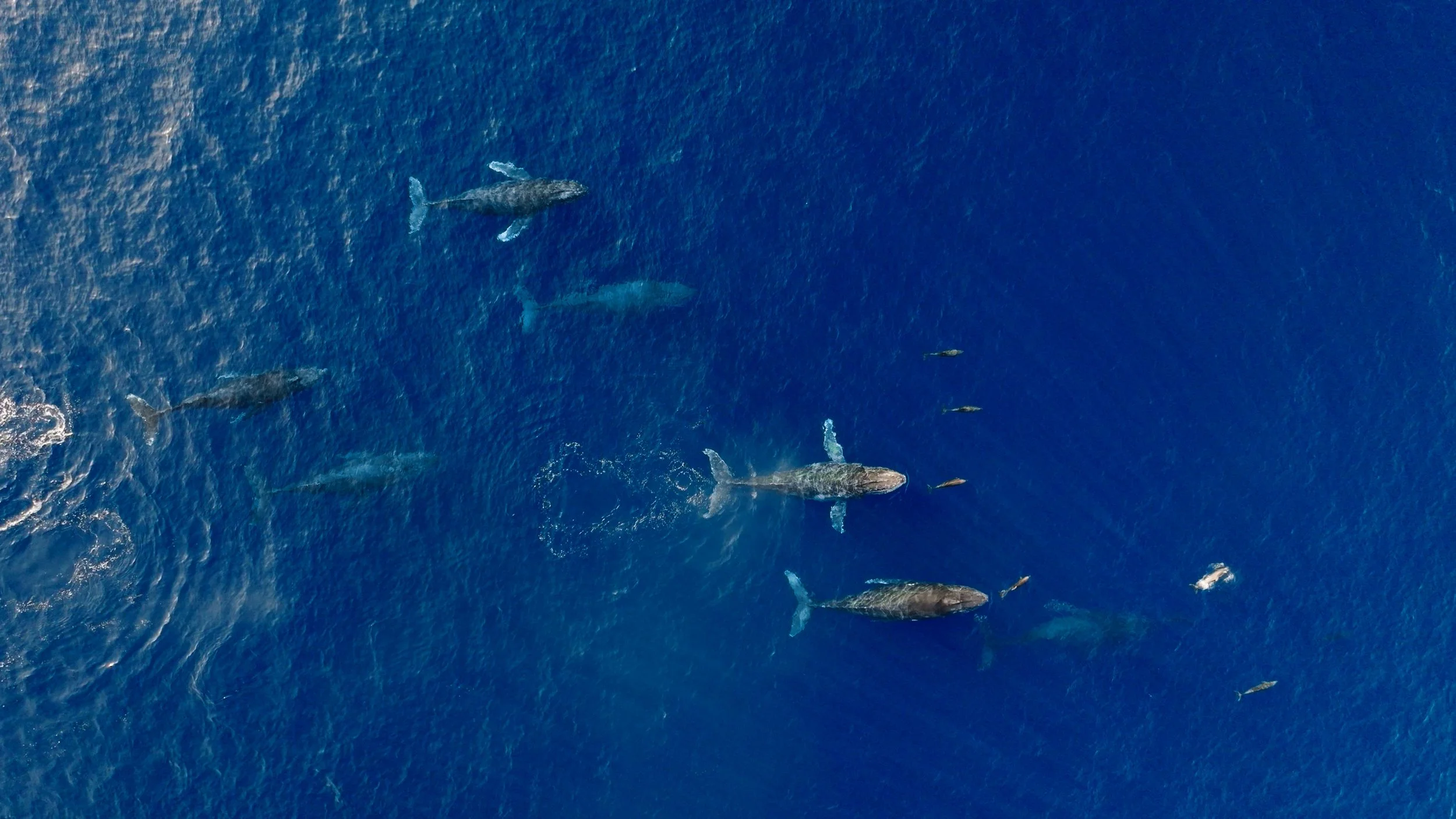 Jorobadas 1_1.1.1.jpg