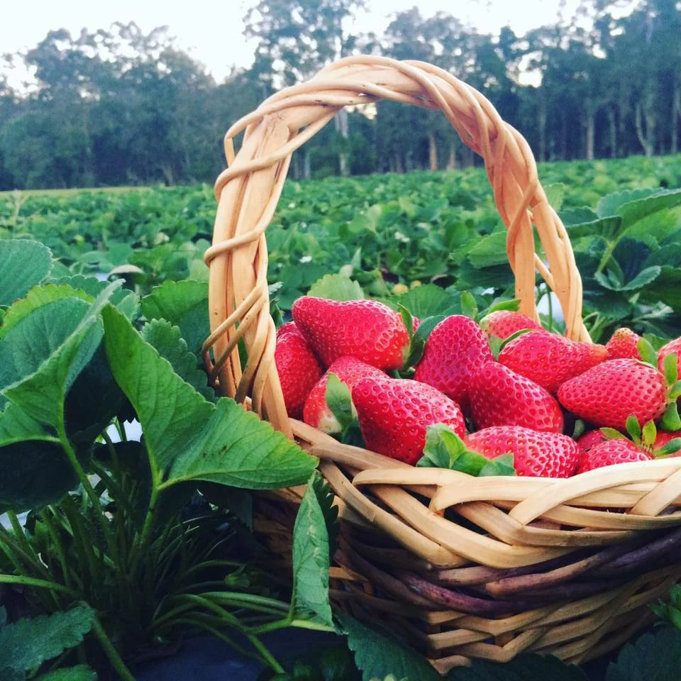 Strawberry season - October to May Photo courtesy: Ashbern Farms