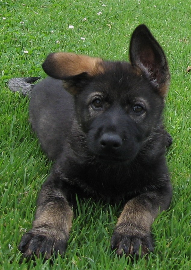 Image courtesy LawDogs Australia