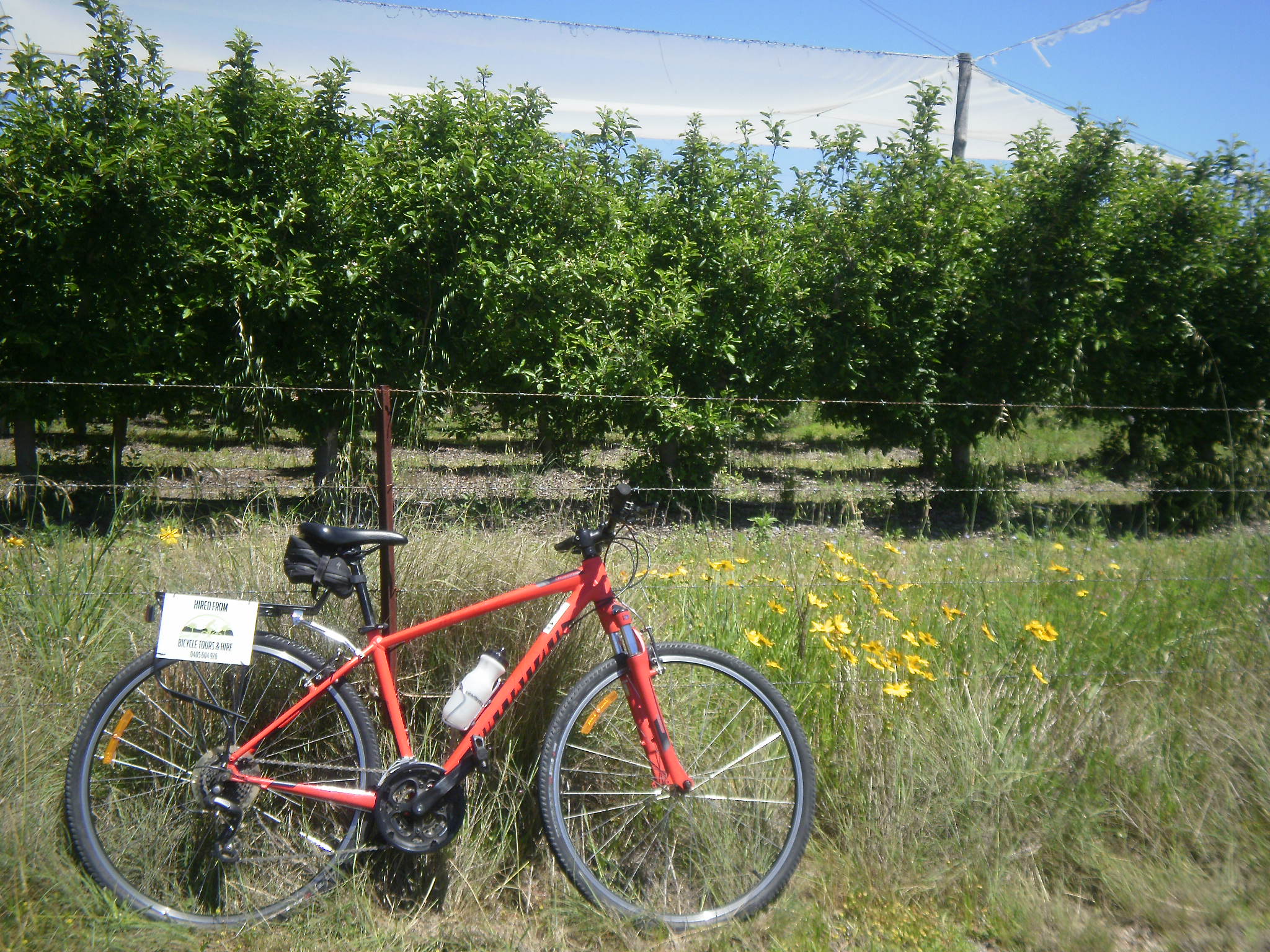 Apple orchard on the Granite Belt