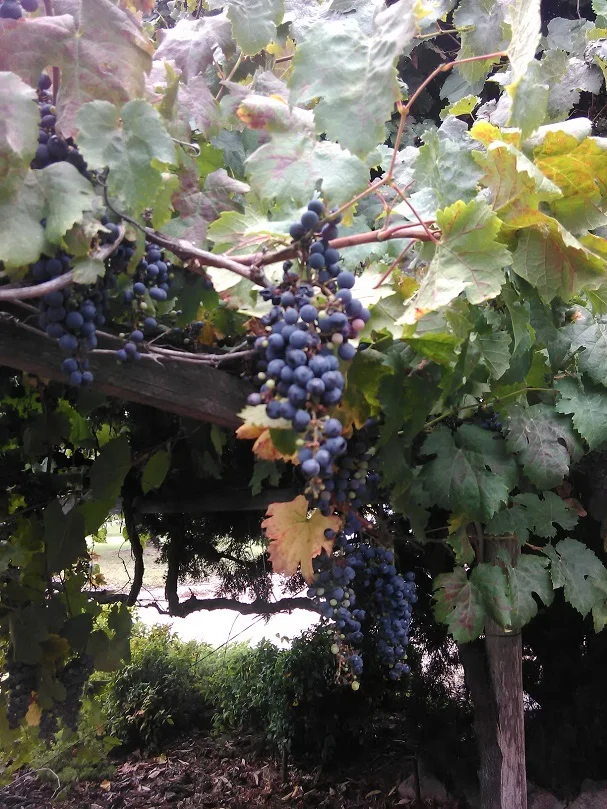 grapes.jpg