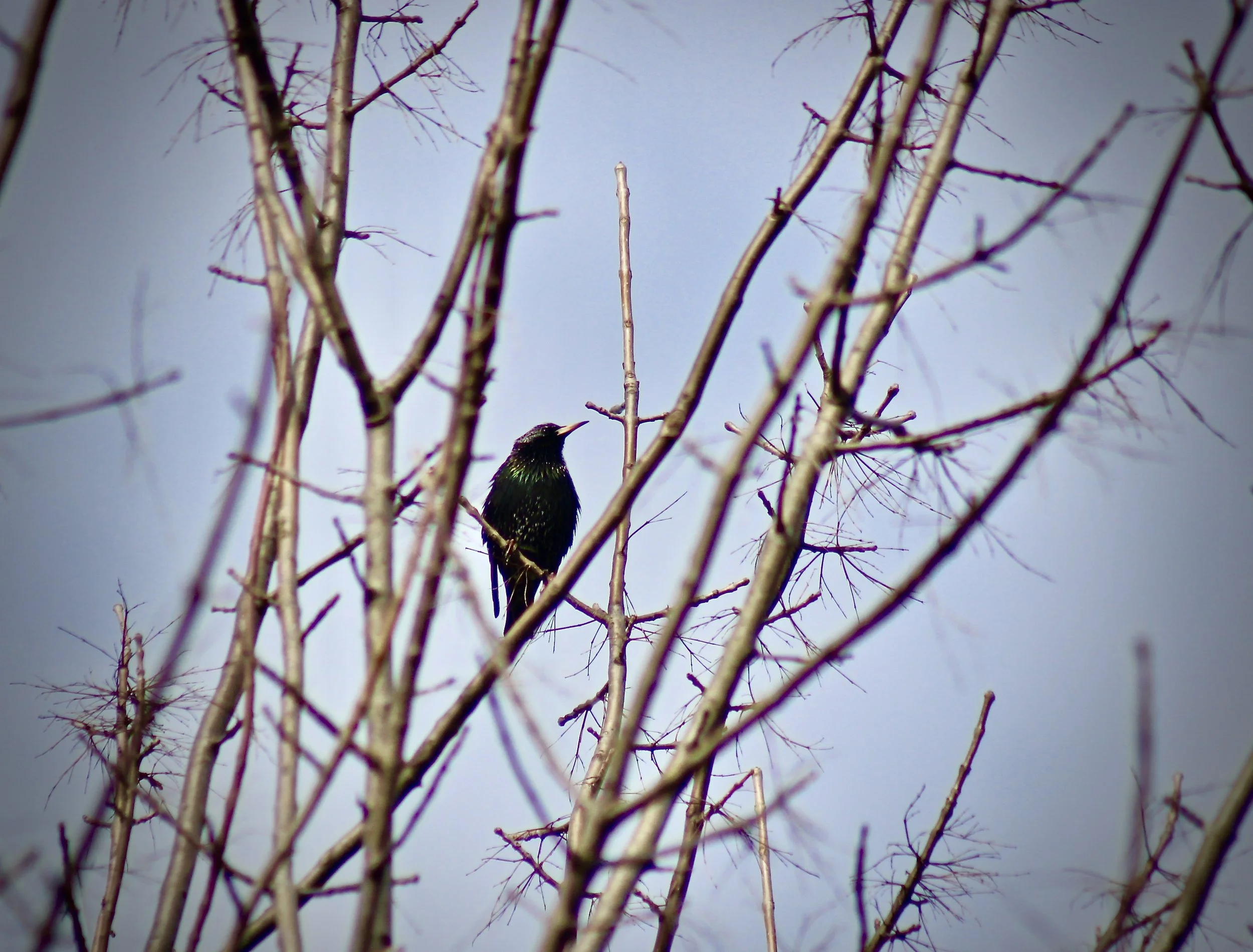 transplanting starlings