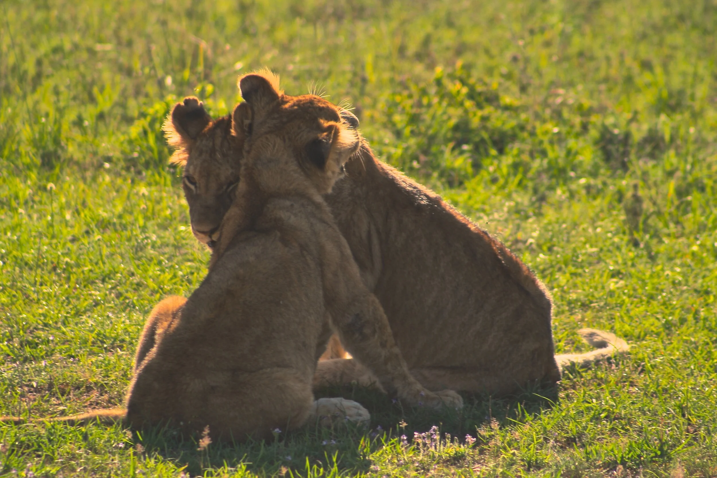 Jesus the Reconciler