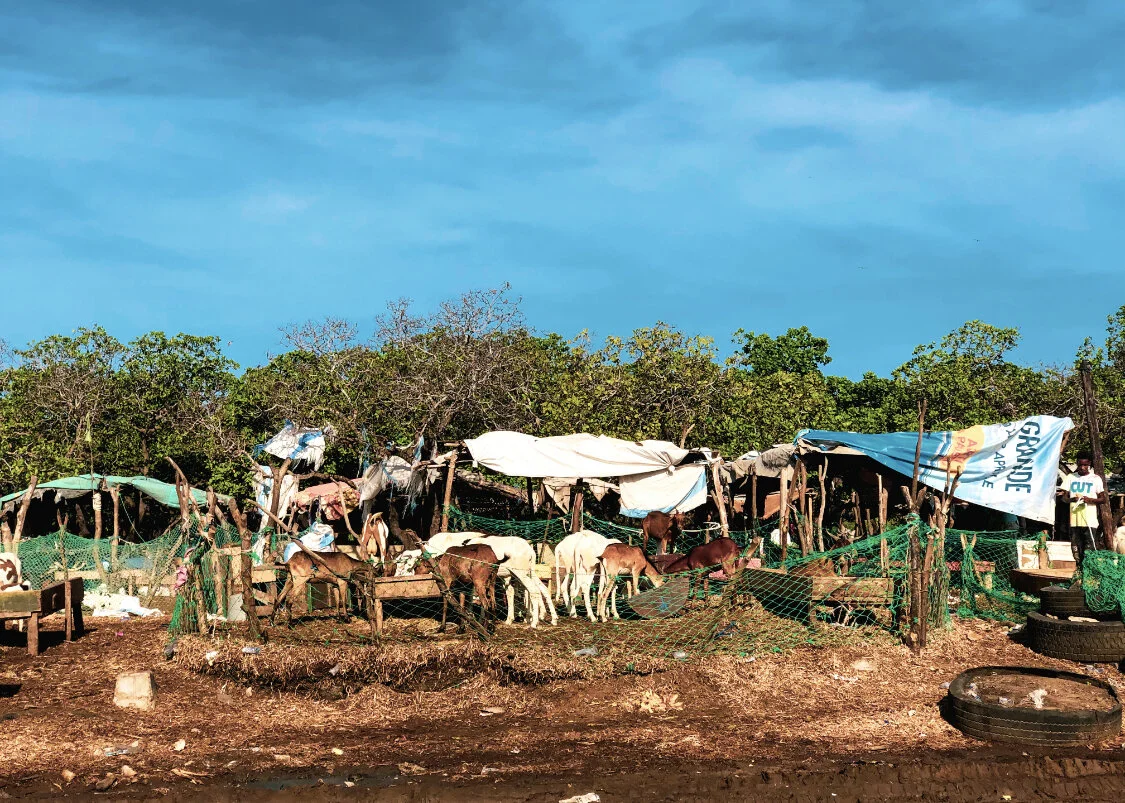 Jesus the Son of David