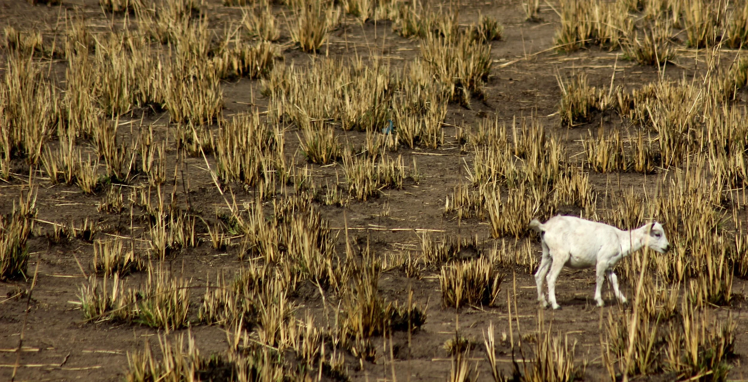 Jesus the Author of Salvation