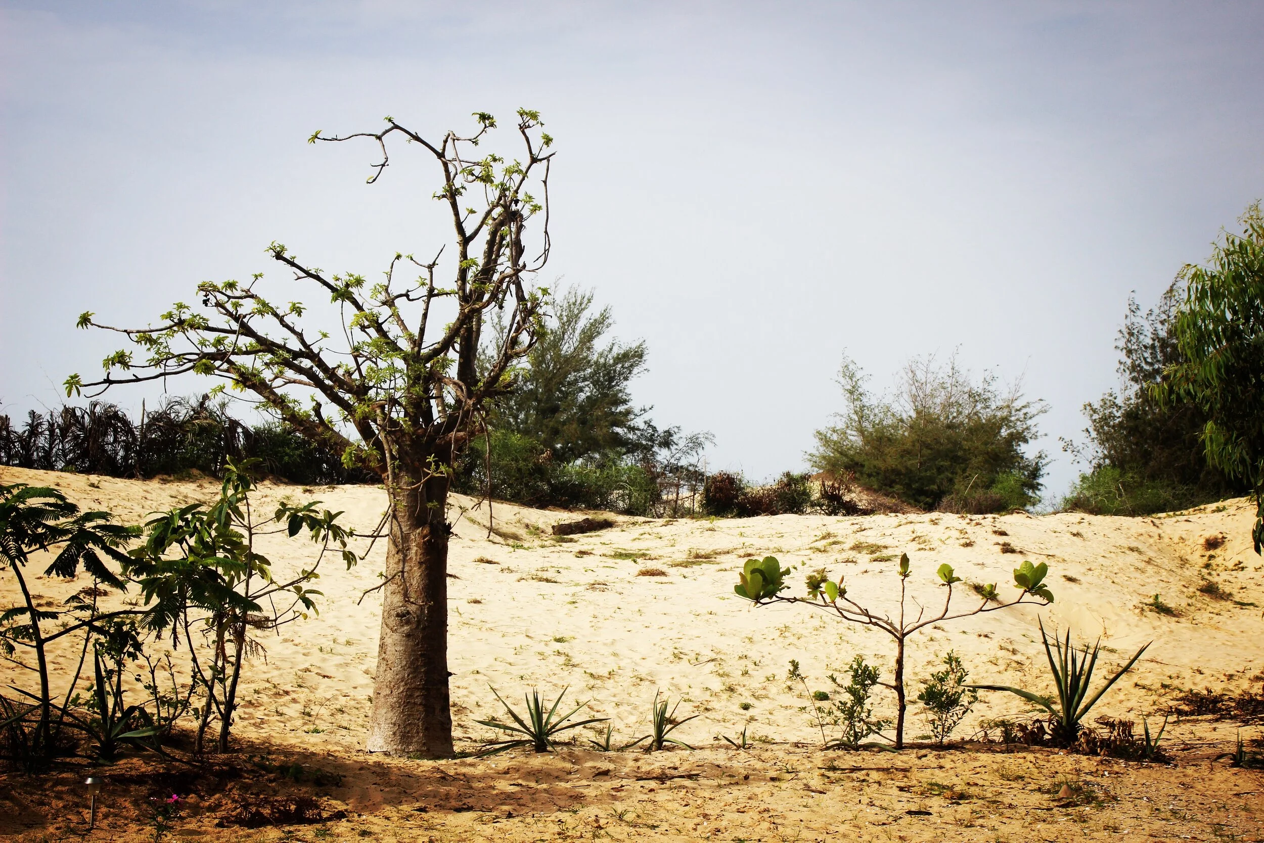 Jesus the Glory of Circumcised Hearts