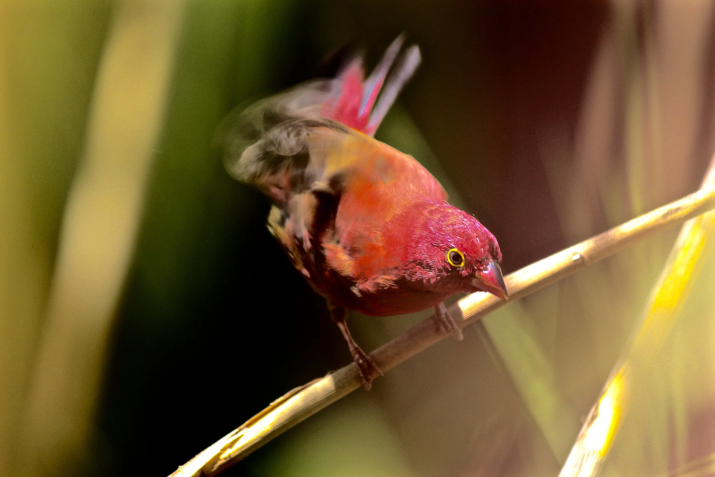 Jesus the Faithful Witness