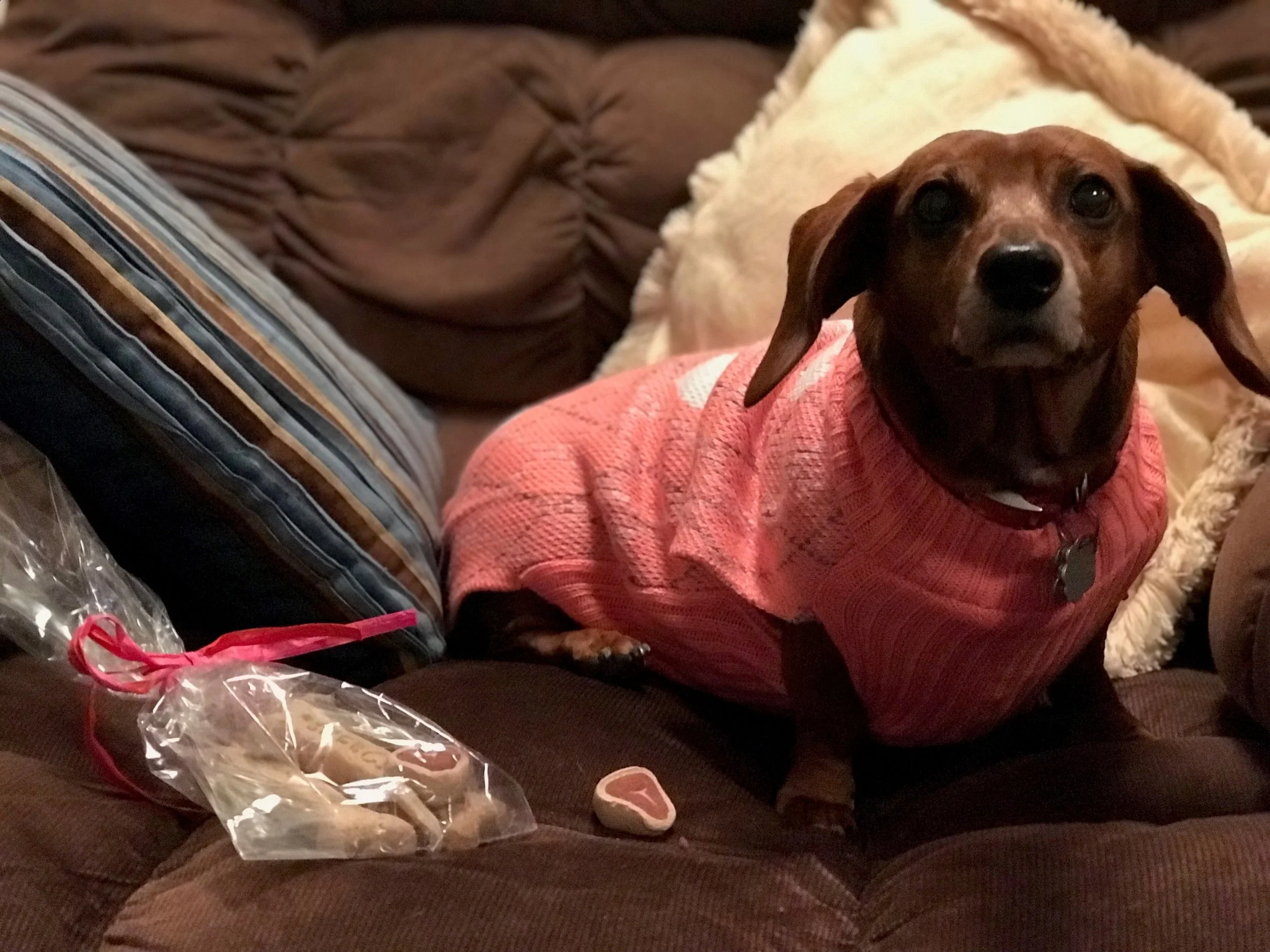 Candy owned by Brenda.jpg