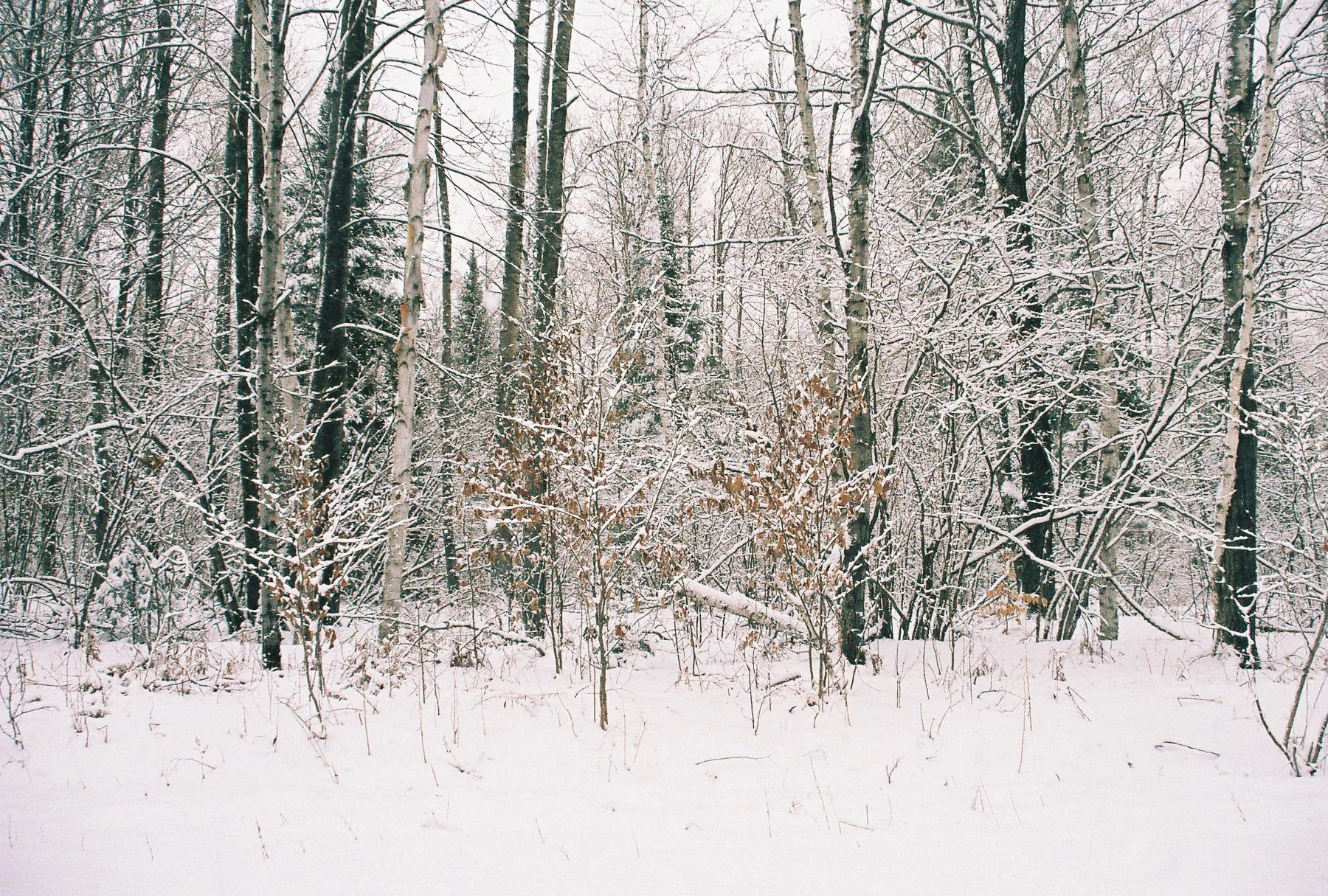 National Forest Road 2350 #15