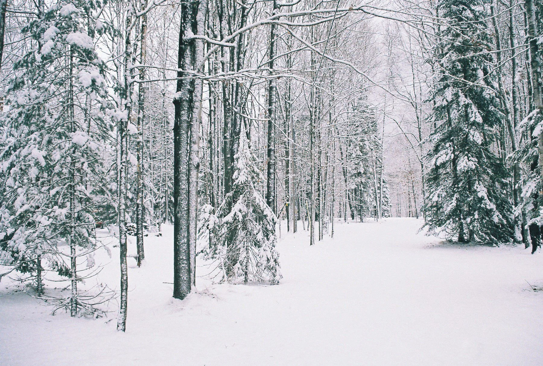 National Forest Road 2350 #19