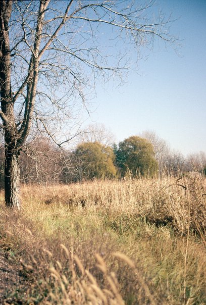 Hickory Nut Grove #08