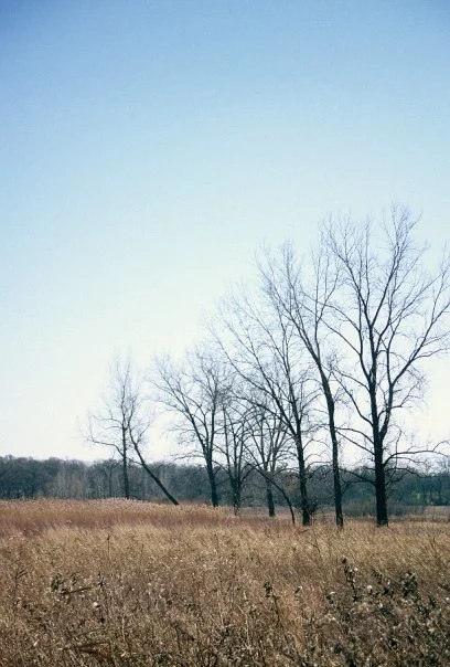 Hickory Nut Grove #12