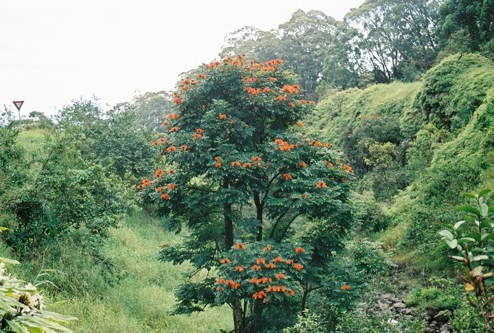 Waianapanapa State Park #08