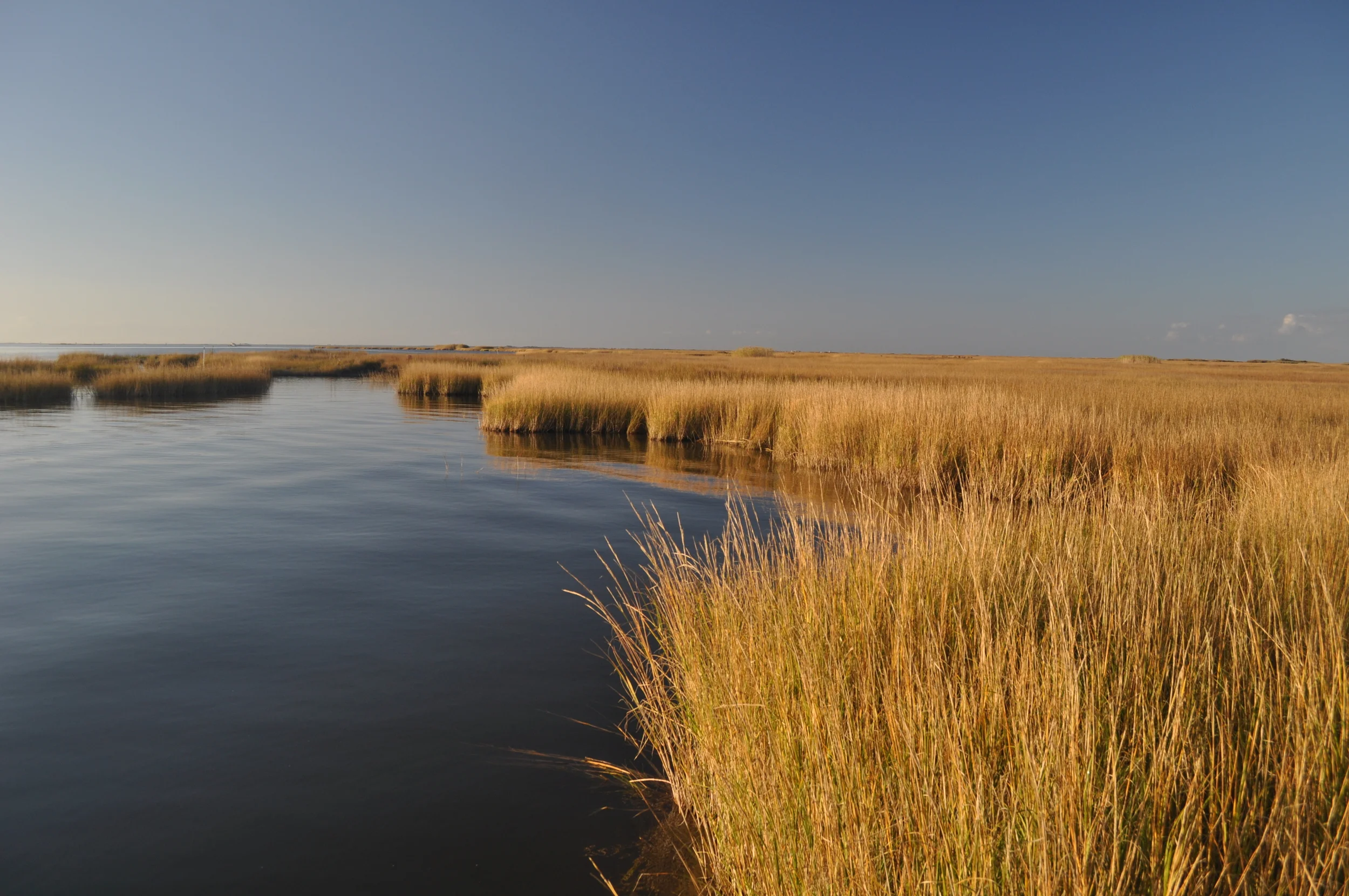 DSC_6487.JPG