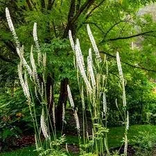Black Cohosh.jpeg