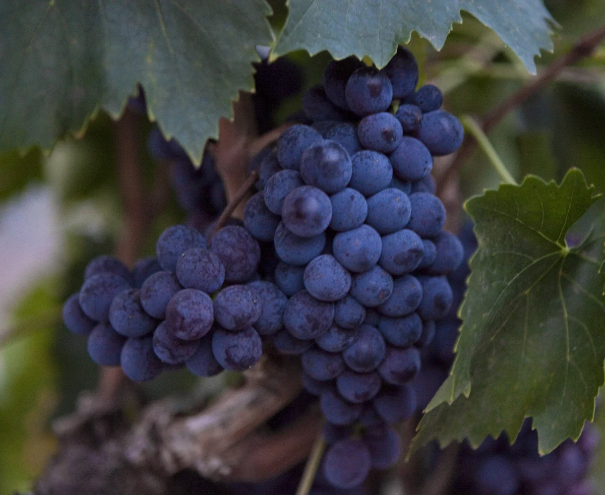 Altipiano Vineyard and Winery