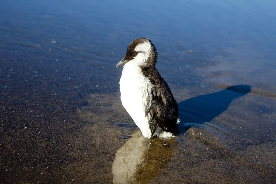 Common Murre on the Oregon Coast