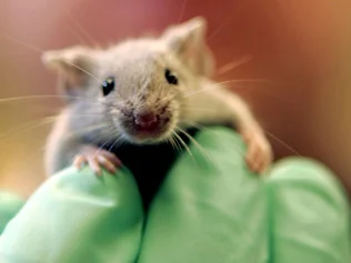 A-laboratory-mouse-6332313.jpg