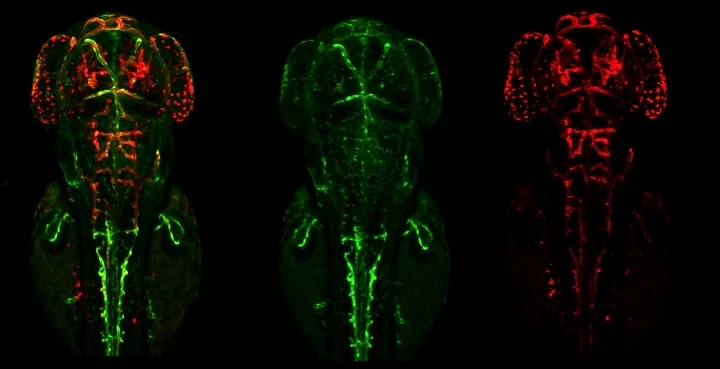 Tg(Dll4-F2-E1b::EGFP) (arteries); Tg(kdrl::mem-mCherry) (all endothelium) zebrafish embryo, dorsal view. Image courtesy of the Fish and Wythe Labs.