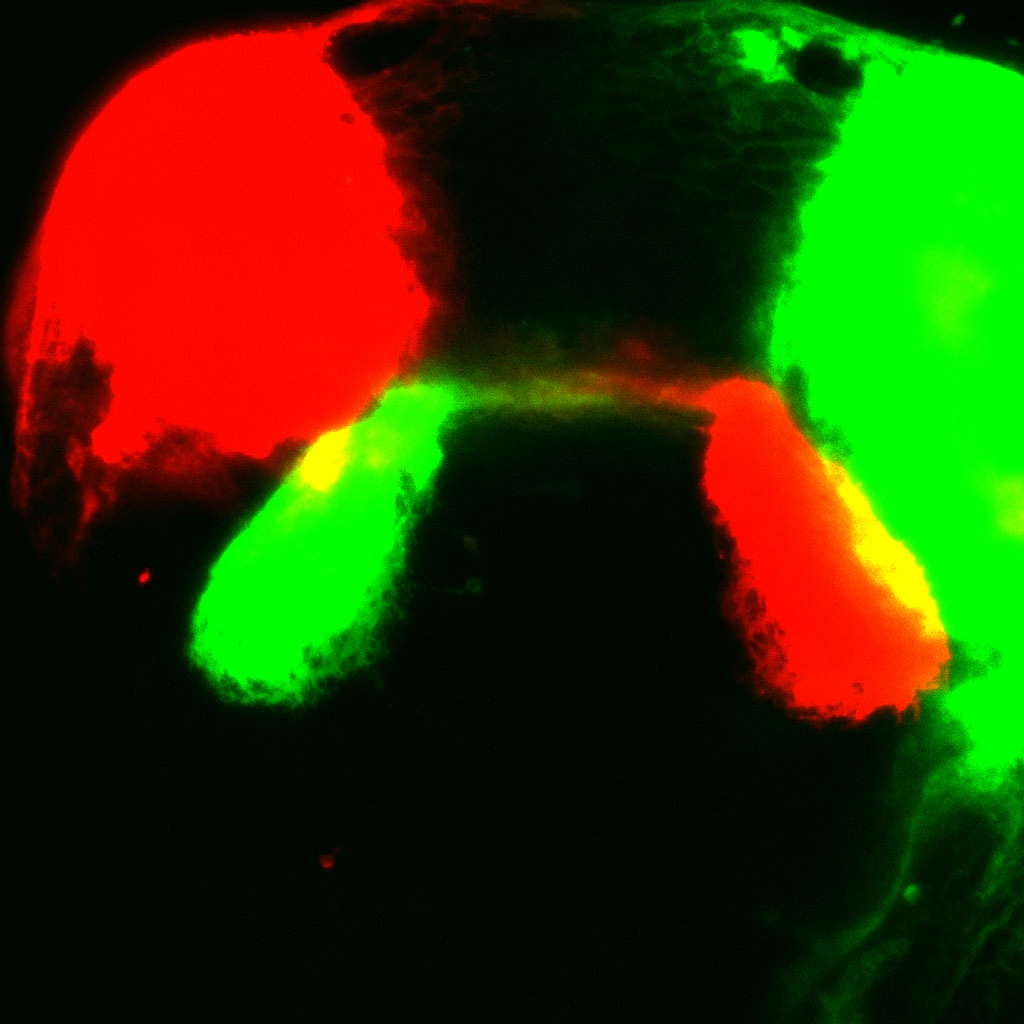 Two-color dye injection into the eyes of a 96 hpf zebrafish embryo to visualize crossing of the optic chiasm. Image courtesy of the Wythe Lab.