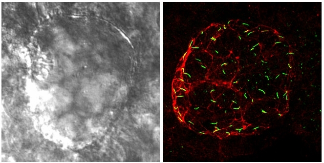 IHC aPKC (red) and acetylated tubulin (green) for visualization of ephithelium and cilia in Kupffer's Vesicle of a 12-16 somite stage zebrafish embryo. Image courtesy of the Amack and Wythe Labs.