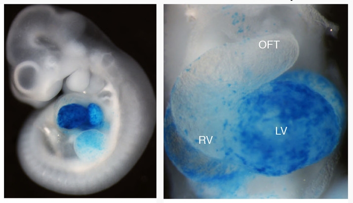 Tbx5-CreER; R26-lacZ cells labeled at E6.5 and observed at E10.5 contribute to left ventricle and atria.