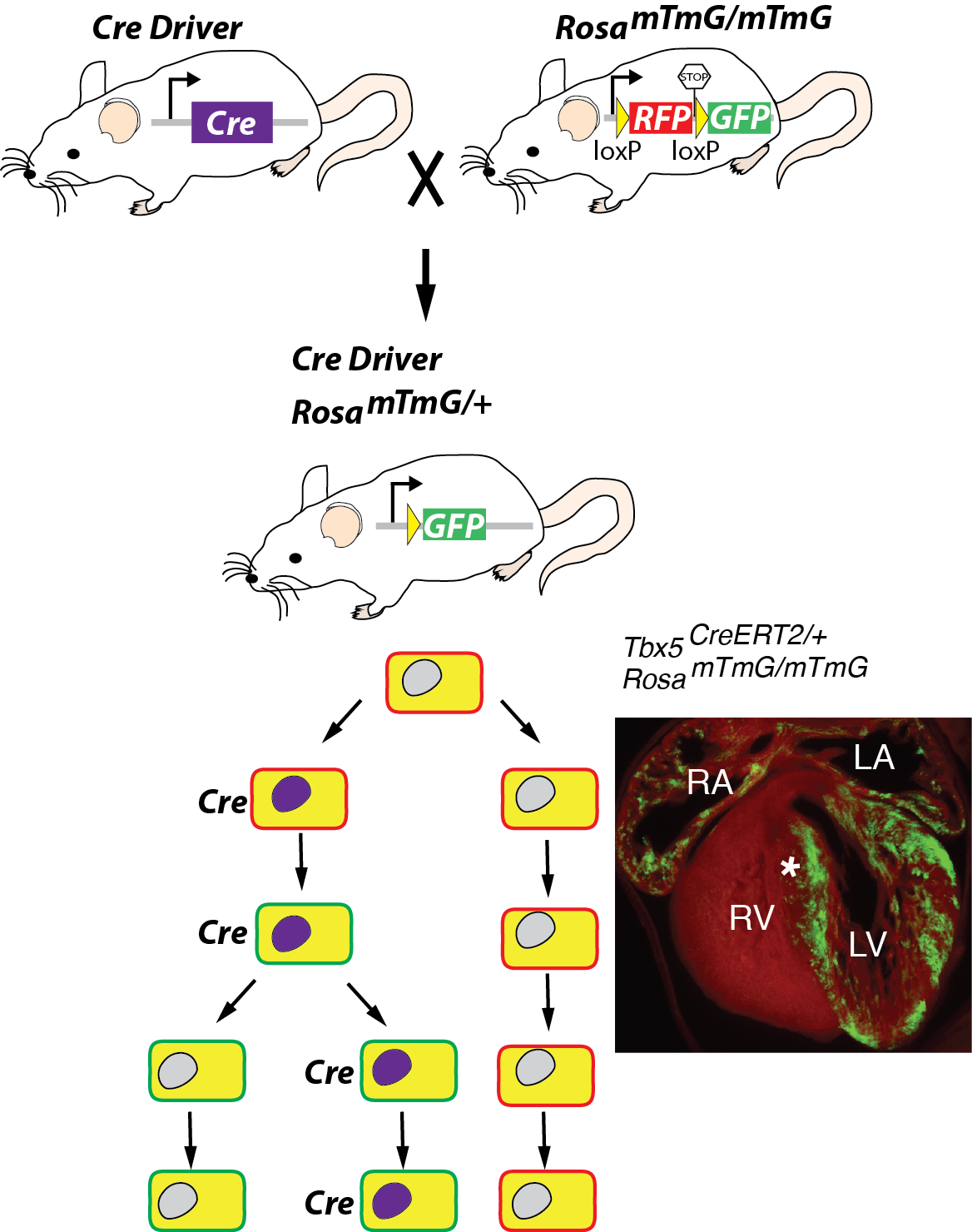 Cre diagram.png