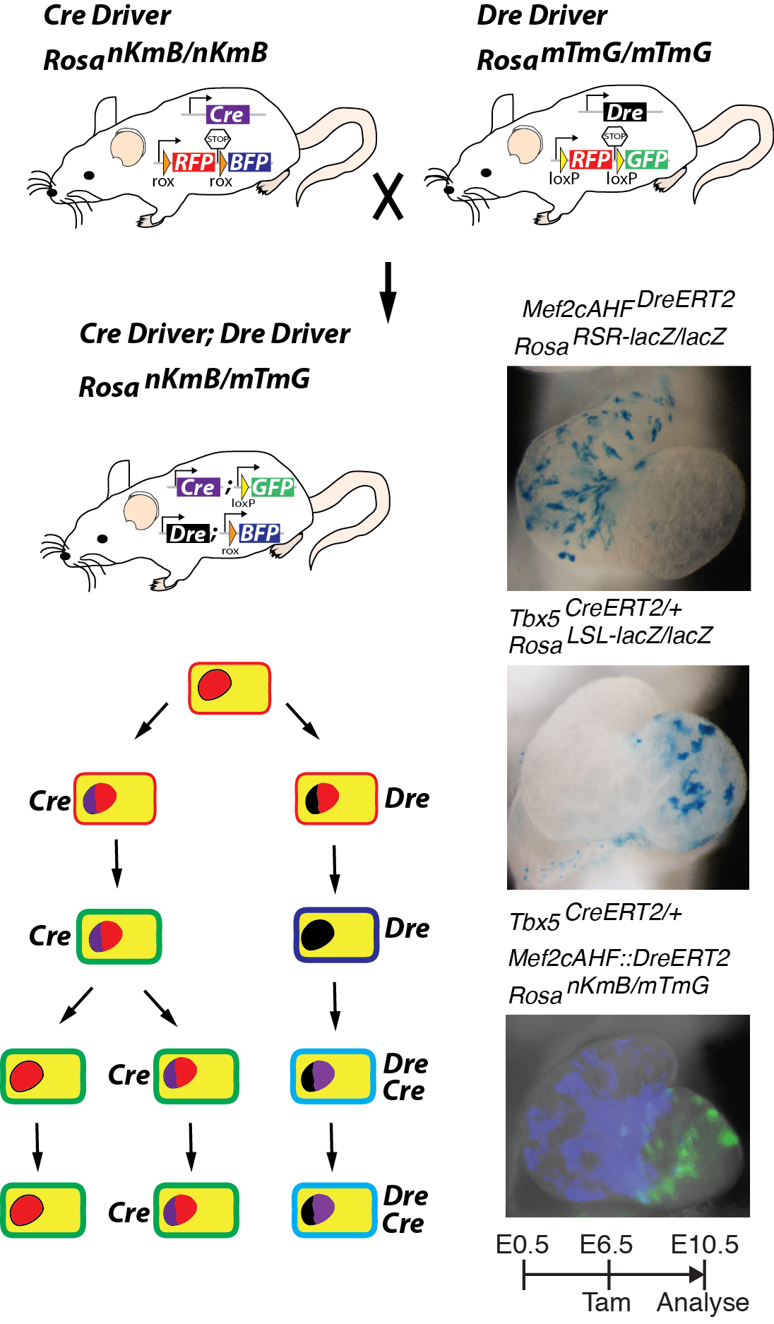 Cre diagram.png