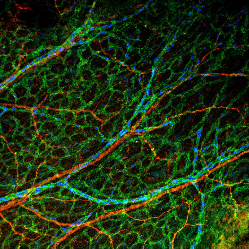 E14.5 mouse forelimb skin with the nerves labeled with Tuj1 (red), endothelial cells labeled with CD31 (green), and Dll4-BAC-nlacZ labeling arteries and capillaries (blue).