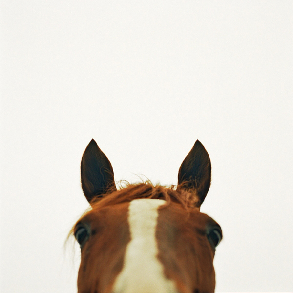 1_animal8.jpg
